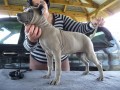 Thajsk ridgeback