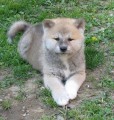 Akita inu ttka