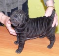 Shar Pei (arpej) s PP