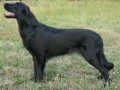 FLAT COATED RETRIEVER