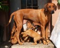 rhodesky ridgeback