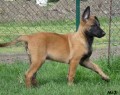 Malinois Mi-Ji