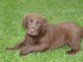 VHODN Chesapeake Bay Retriever