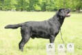 NABDKA KRYT-LABRADORSK RETRIEVER s PP