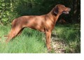 RHODSK RIDGEBACK