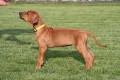 Rhodesian Ridgeback s PP