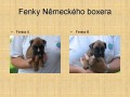 Prodm istokrevn feneky Nmeckho boxera