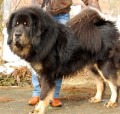 Tibetan Mastiff