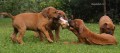 Rhodesian ridgeback