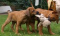 Rhodesian ridgeback