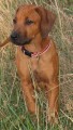 Rhodesian ridgeback