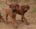 Rhodesian ridgeback