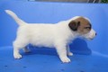 Jack russell  terier