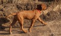 Rhodesian ridgeback