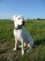 Dogo Argentino