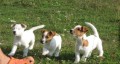 Jack russell  terier