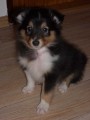 Sheltie-prodm ttka