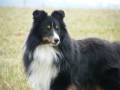 Kryt sheltie