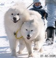 Samojed - ttka s PP