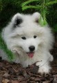 Samojed - tata s PP