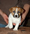 Jack Russell Terrier s PP tntka