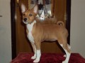 ttka Basenji s PP