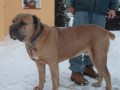 Cane Corso bez PP ke kryt