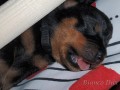 Rottweiler ttka s PP