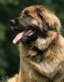 Leonberger ttka s PP