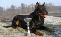 BEAUCERON