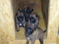 Belgick ovk Malinois - tata