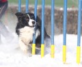 ttka border collie s PP