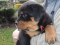 Rottweiler ttka s PP