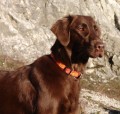 Flat coated retriever 