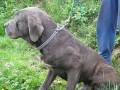 Cane corso - levn prodm psa a fenku bez PP