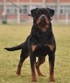 Rottweiler (rotvajler) tata s PP