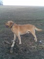 Labradorsk retriever na kryt