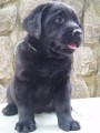 Labradorsk retriever-okoldov a ern ttka s PP