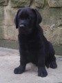 Labrador retriever -ttka s PP