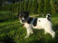 Jack Russell Terir s PP