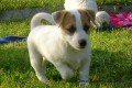 Jack Russell Terir s PP