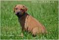 Rhodesian Ridgeback a Parson Russell terir tat