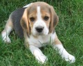 tata beagle s PP