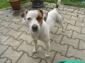 Daruji tn Jack Russell terriera