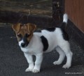 tntka jack russell terier-