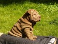 arpej (Shar Pei) - pikov tata s PP