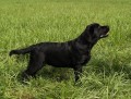 Labradorsk retriever s PP