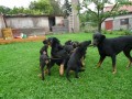 Beauceron