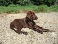 Flat coated retriever hnd fenka