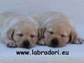 ttka Labrador Retriever s PP